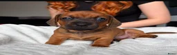 Mixed Breed dogs for sale: Miniature Dachshund cross puppies  - Advert 18