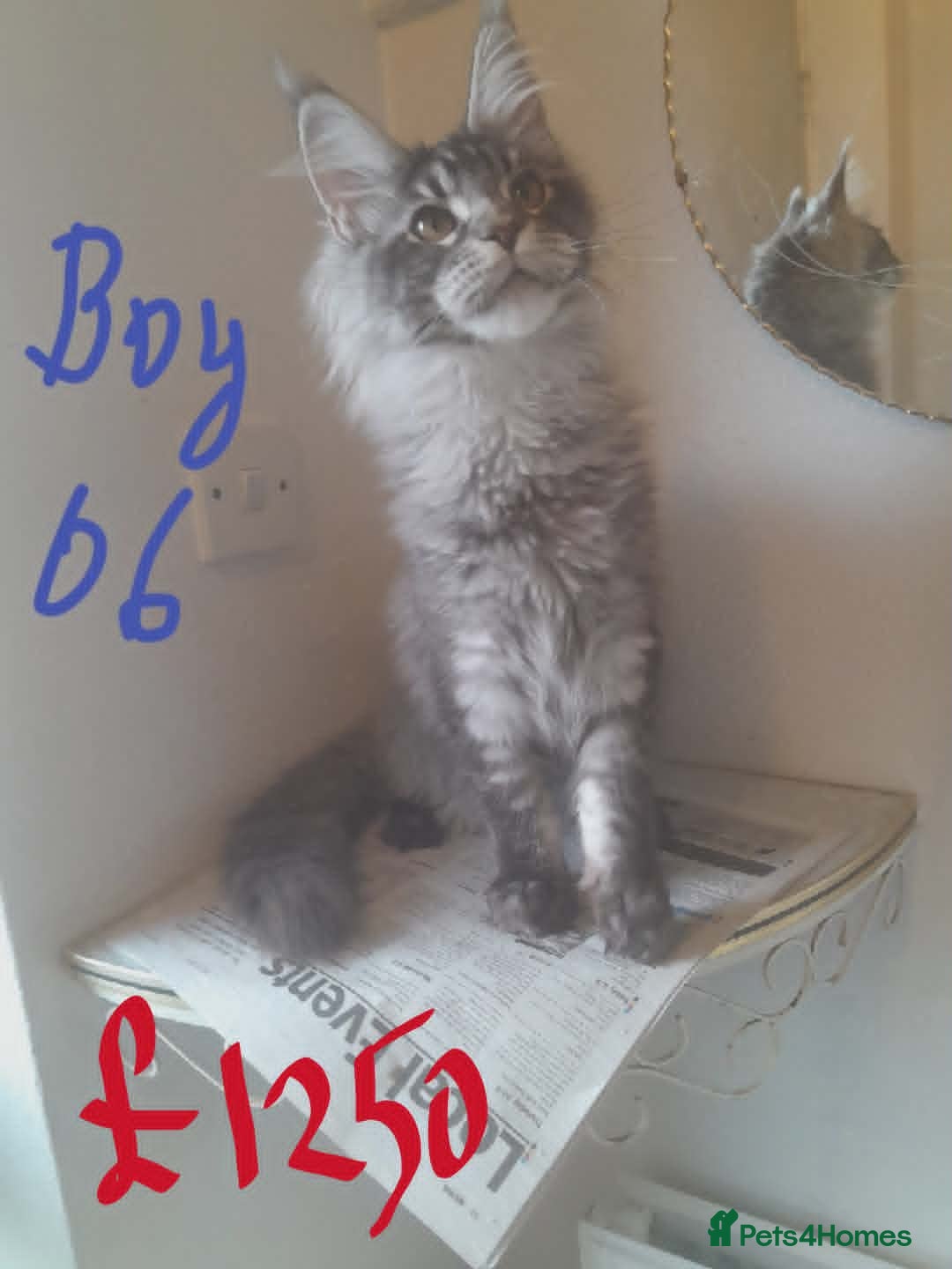 Maine Coon cats black silver ticked TICA Maine Coon boy - Advert 1