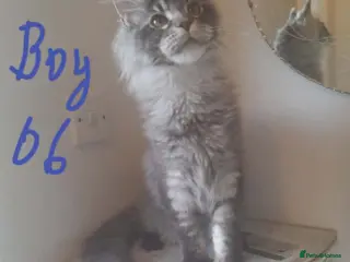 Maine Coon cats for sale: black silver ticked TICA Maine Coon boy - Advert 2