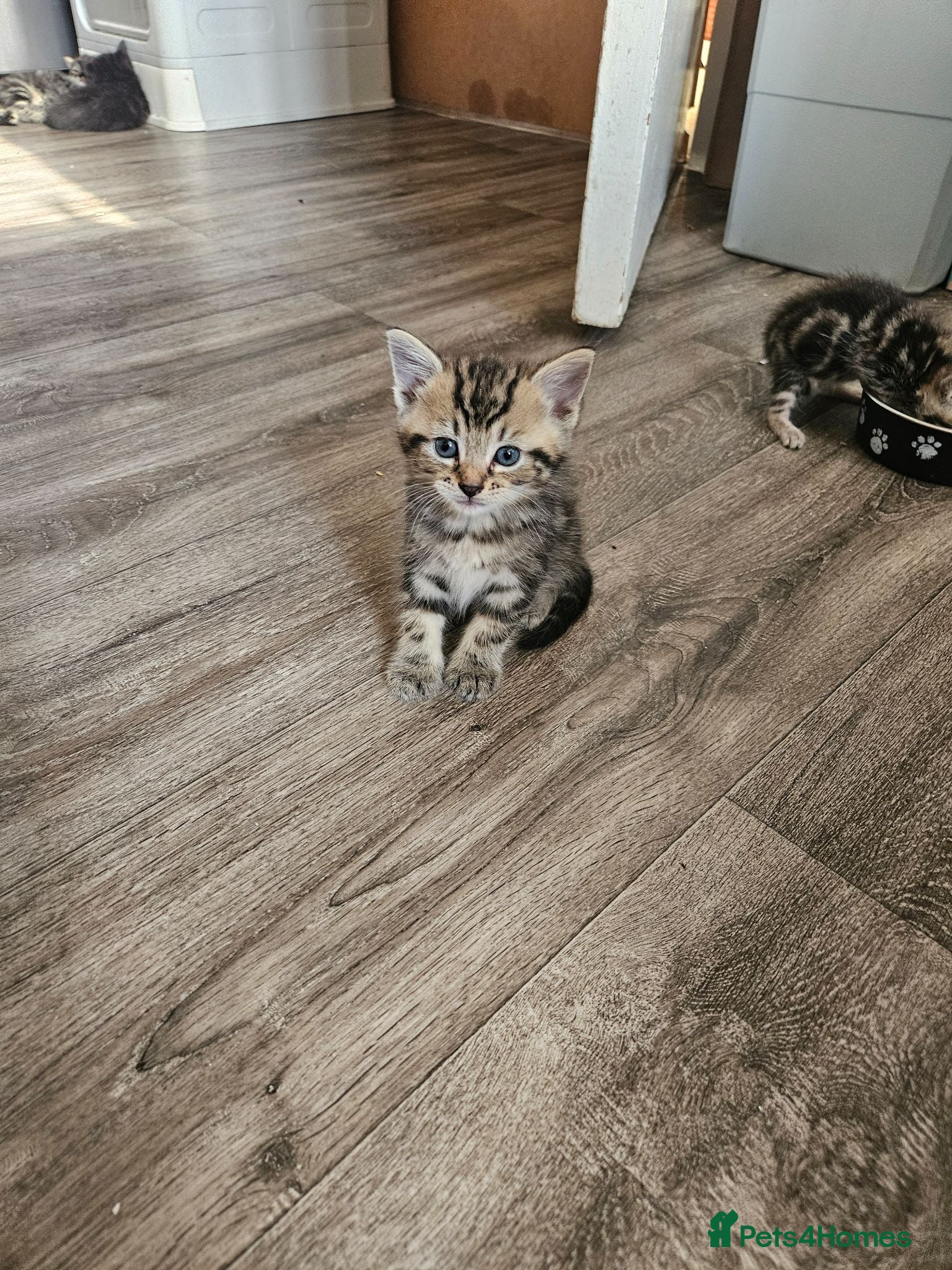 British Shorthair cats British short hair Kittens  - Advert 1