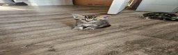 British Shorthair cats for sale: British short hair Kittens  - Advert 1