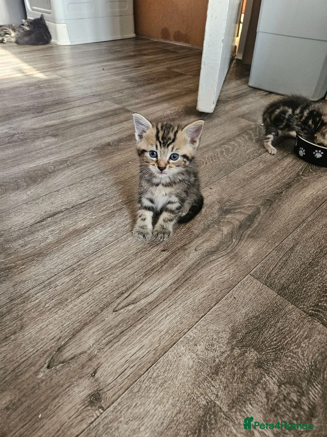 British Shorthair cats for sale: British short hair Kittens  - Advert 1