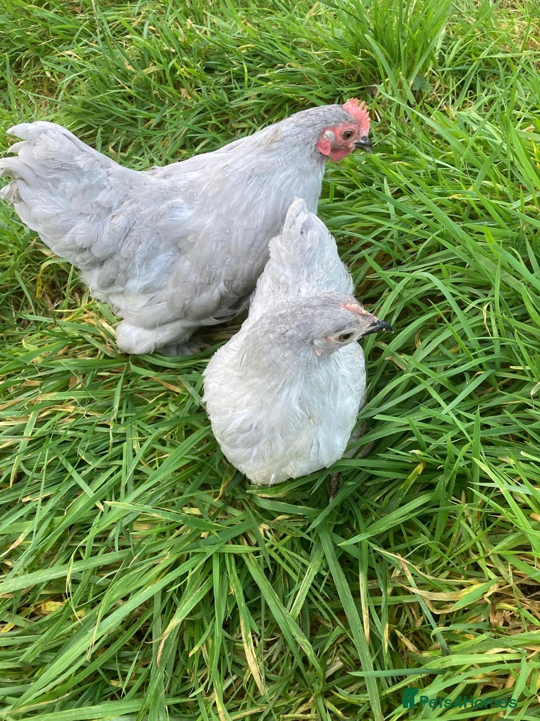 Chickens poultry for sale: Various chickens - Advert 3