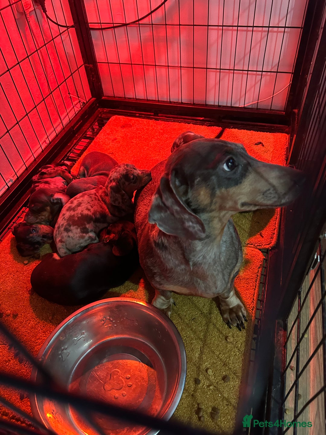 Miniature Dachshund dogs for sale: Miniature Dachsunds - Advert 2