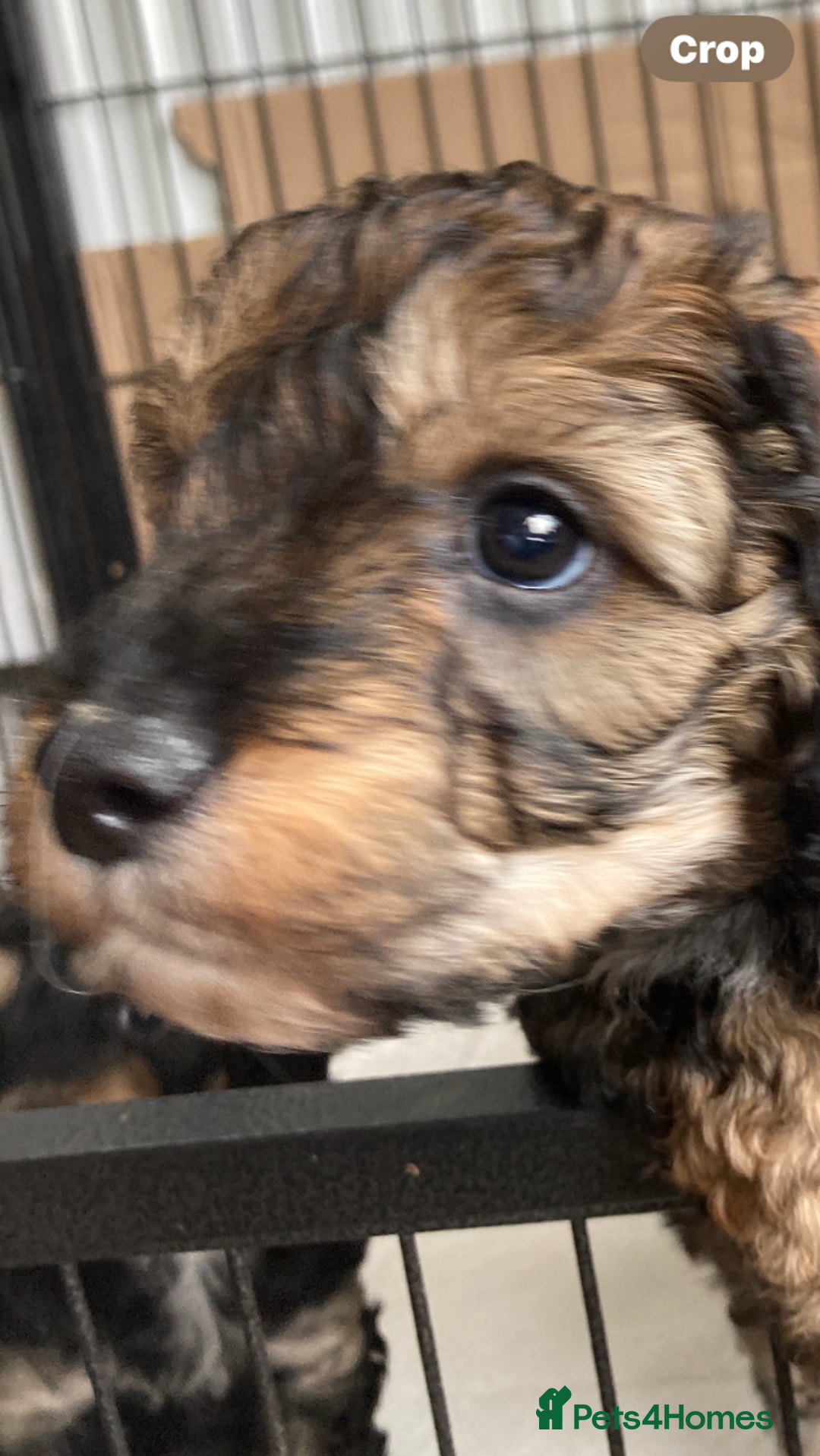 Cockapoo dogs for sale: Taking Genuine Enquired Phantom Female Cockapoo - Image 4