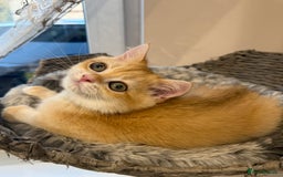 British Shorthair cats for sale: 🔥Exceptional GCCF pedigree golden BSH - Image 3