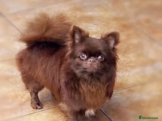 Chihuahua dogs in Dagenham - Advert 7