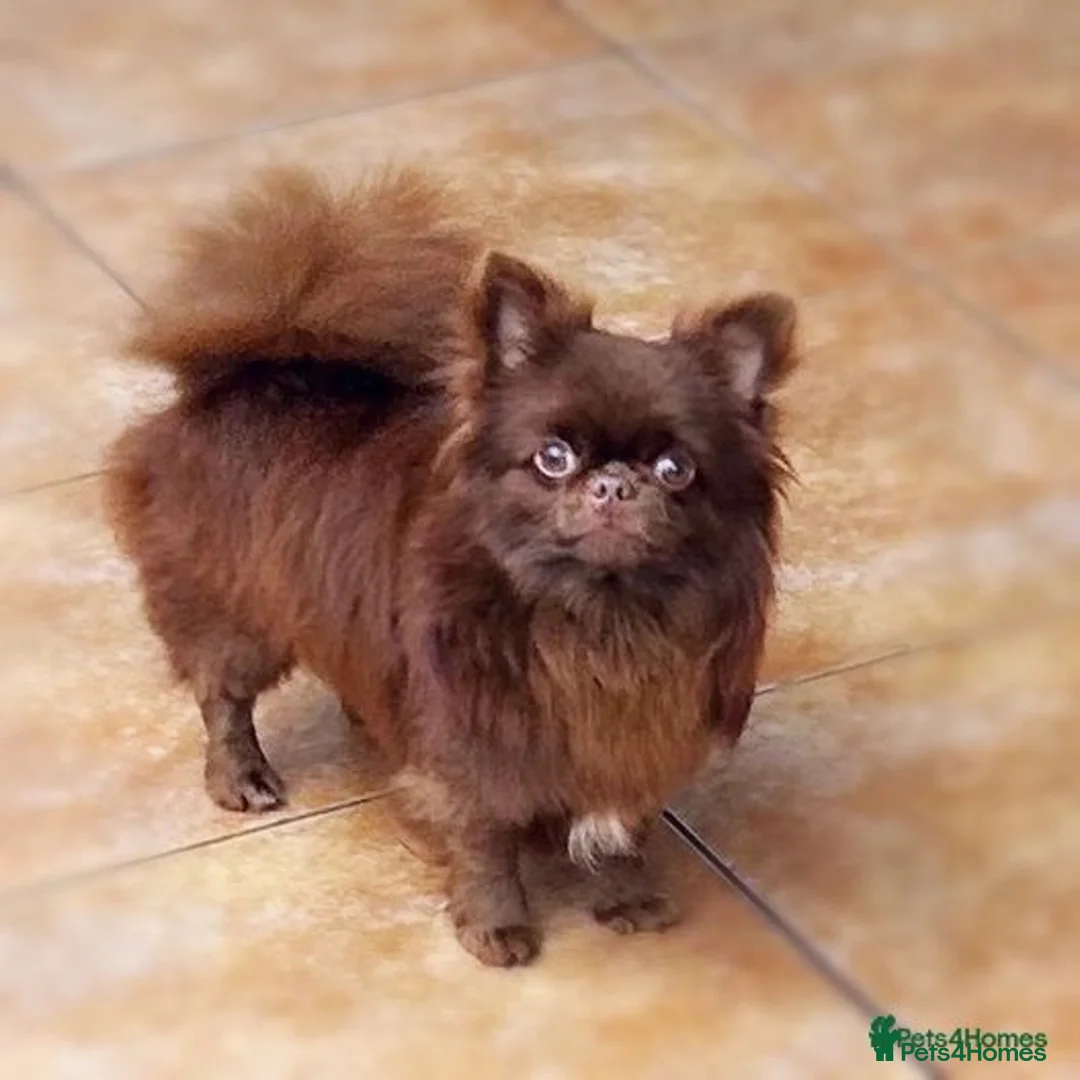 Chihuahua dogs for stud: Stunning, small K.C Reg full Russian stud boy in Dagenham - Advert 1