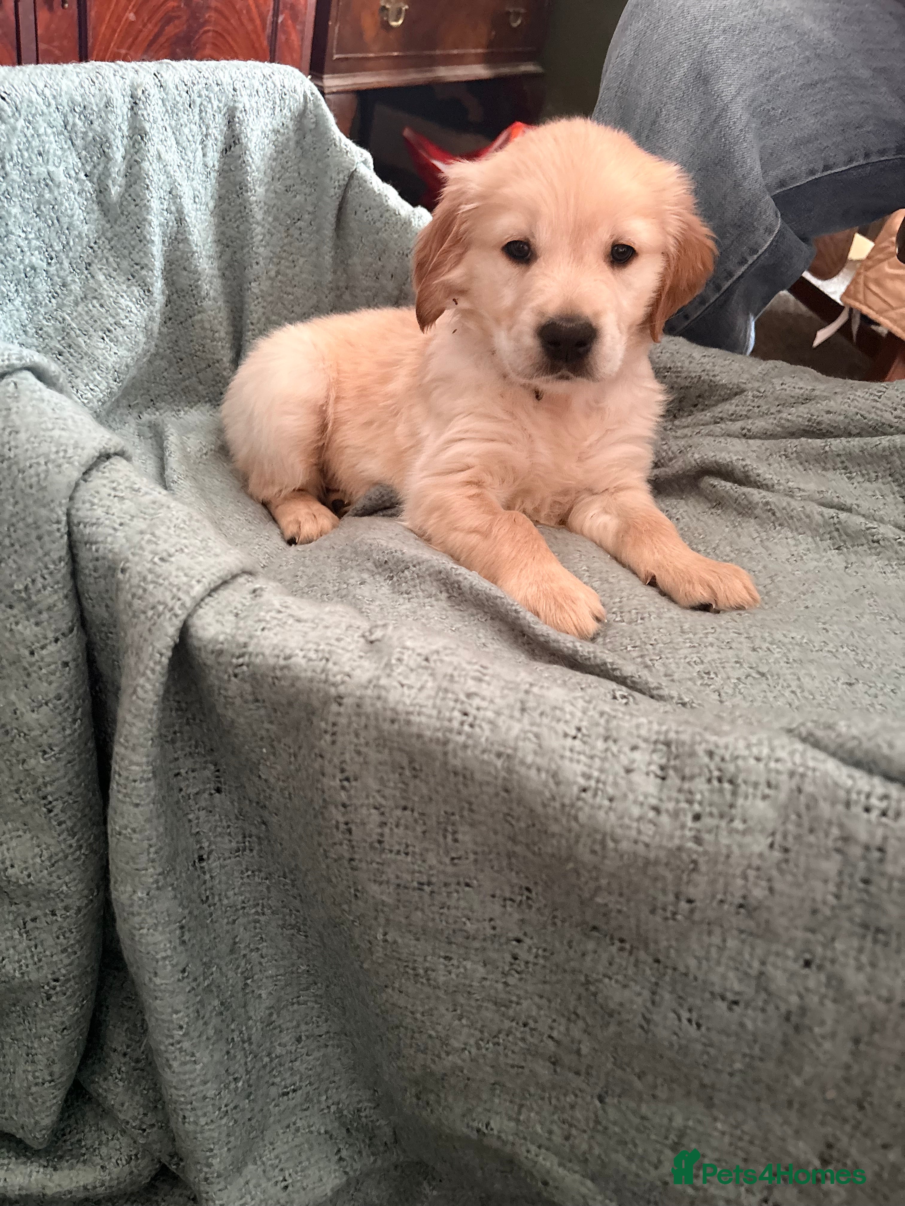 Golden Retriever dogs KC Registered Golden Retriever puppies - Advert 2