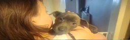 Mixed Breed dogs for sale: Sharpei x staffy in Doncaster - Advert 3