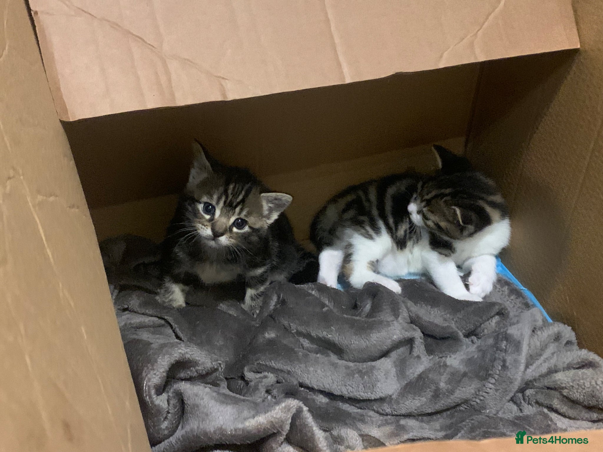 Mixed Breed cats for sale: Shorthair Tabby’s mixed breed in Solihull - Advert 14