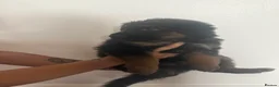 German Shepherd dogs for sale: Long haired German shepherd puppies  - Advert 21
