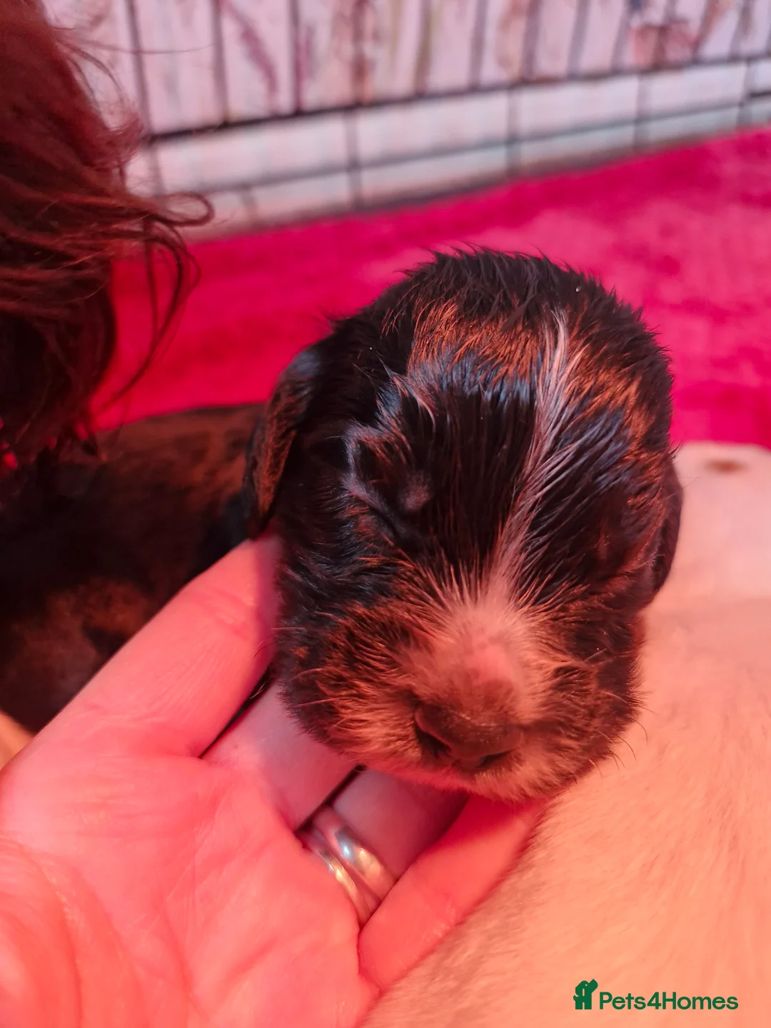 Cocker Spaniel dogs for sale: Two beautiful Cocker boys in Uttoxeter - Advert 2