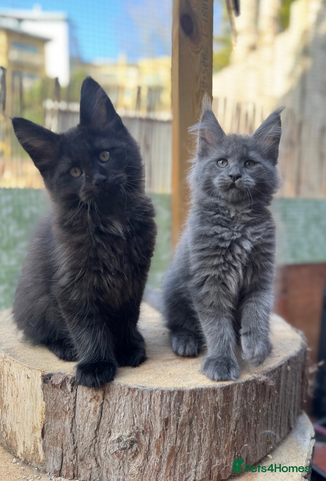 Maine Coon cats for sale: Champions- Bloodline Purebred Maine Coon Kittens  - Advert 19