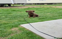 Toy Poodle dogs for sale: Toy poodle  - Image 1