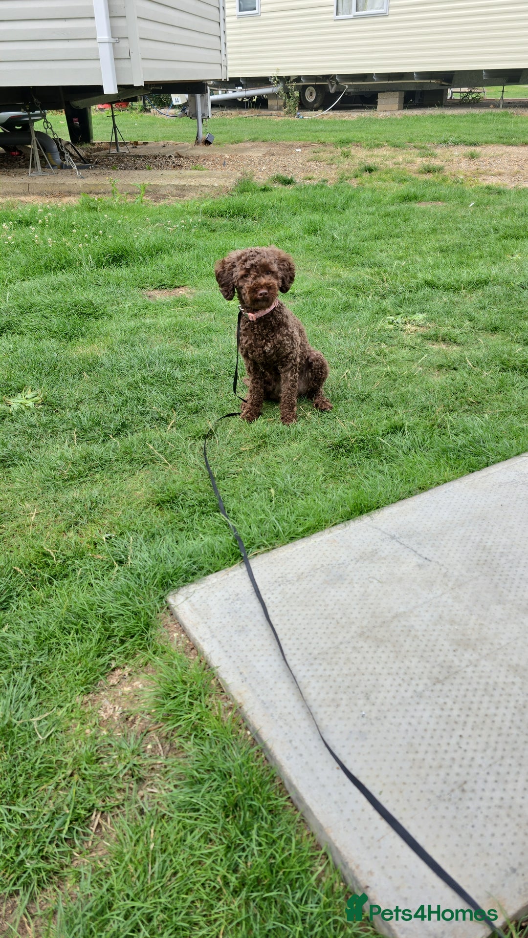 Toy Poodle dogs for sale: Toy poodle  - Image 1