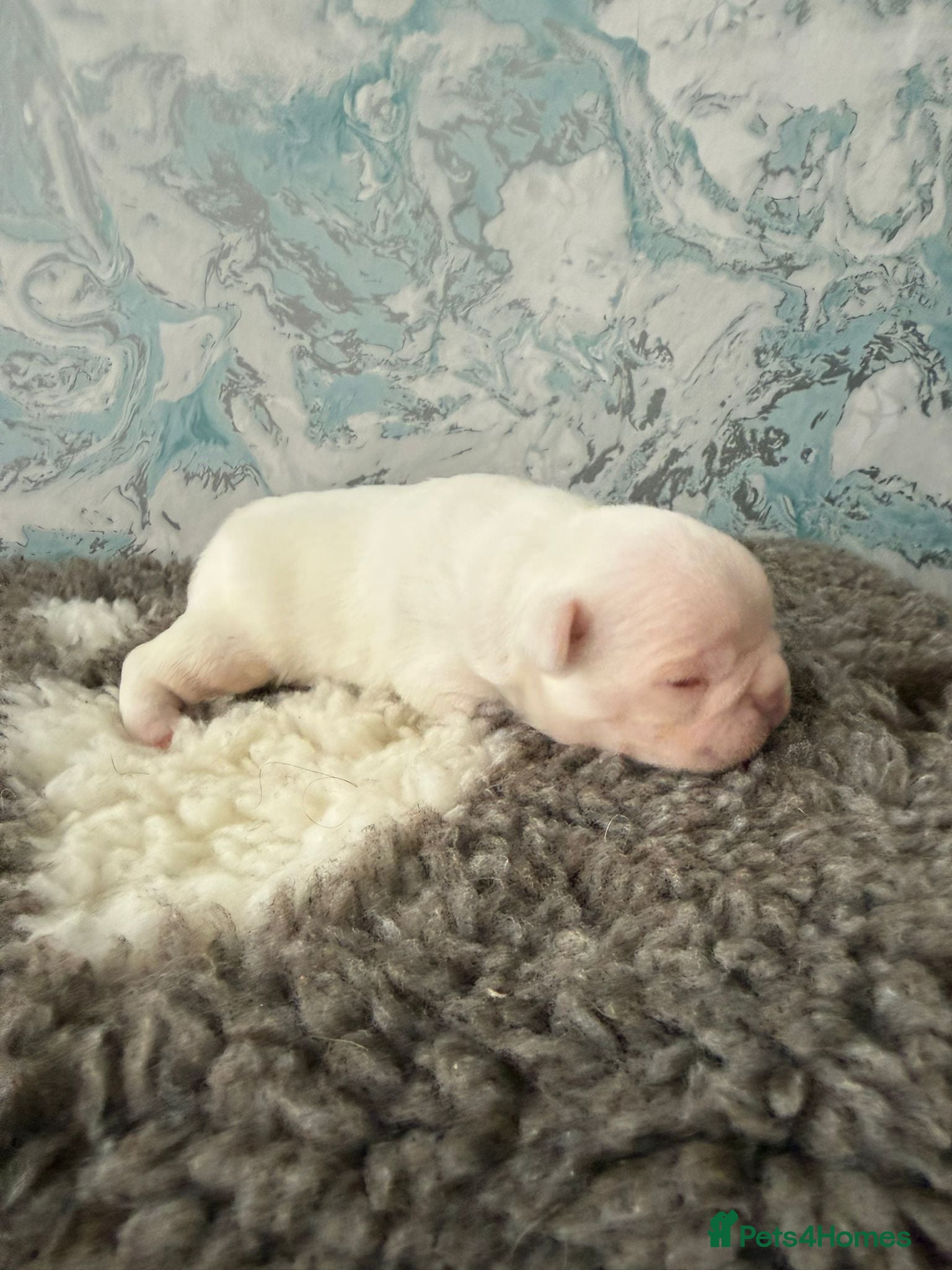 Boston Terrier dogs Stunning Boston Terriers Boys - Advert 4