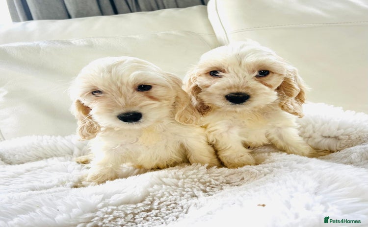 Cockapoo dogs - Advert 9