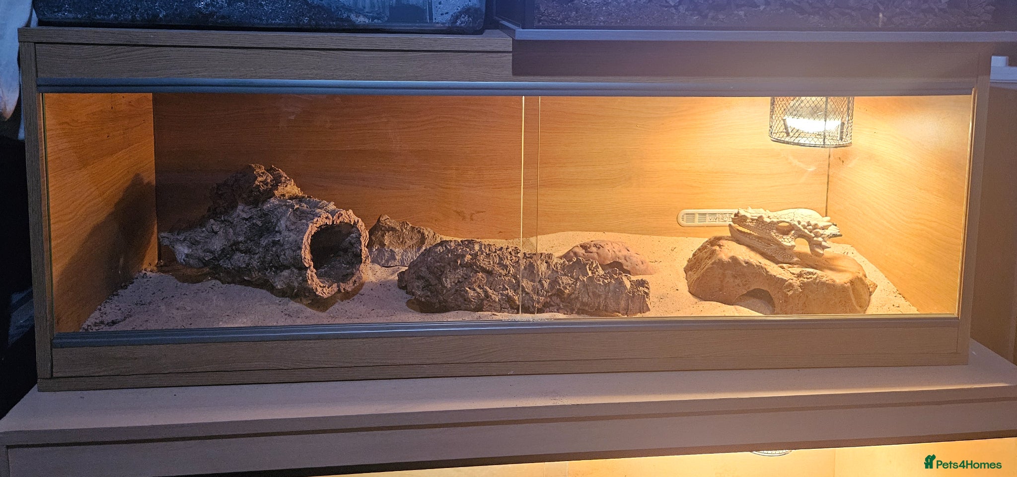 Skink reptiles Female oscillated skink and 4ft setup - Advert 1