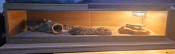 Skink reptiles for sale: Female oscillated skink and 4ft setup in Newcastle - Advert 1