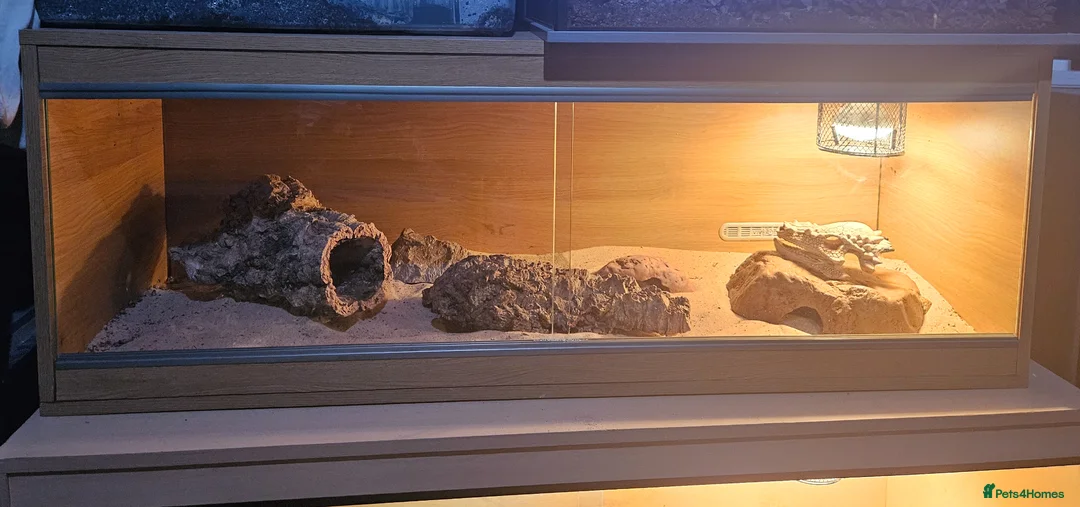 Skink reptiles for sale: Female oscillated skink and 4ft setup in Newcastle - Advert 1