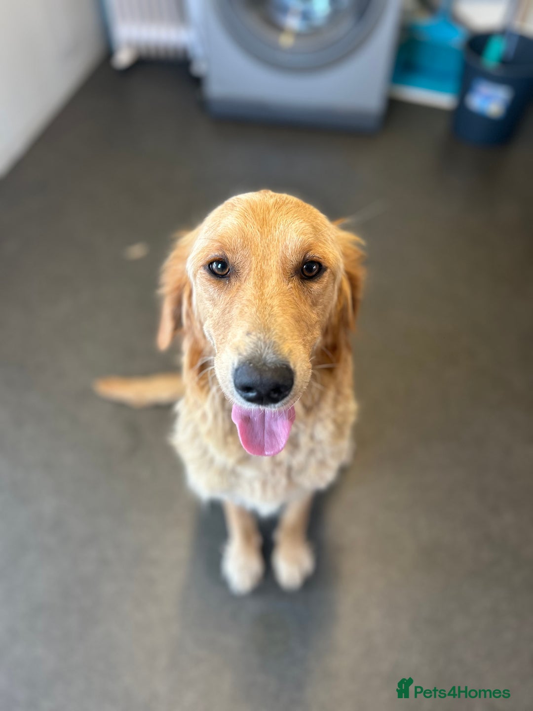 Golden Retriever dogs for sale: Golden retriever puppies for sale  - Image 22