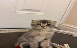 British Shorthair cats for sale: BSH X Scottish  - Image 2