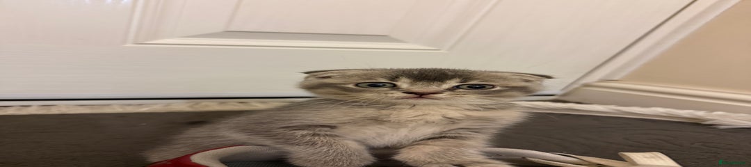 BSH X Scottish fold 