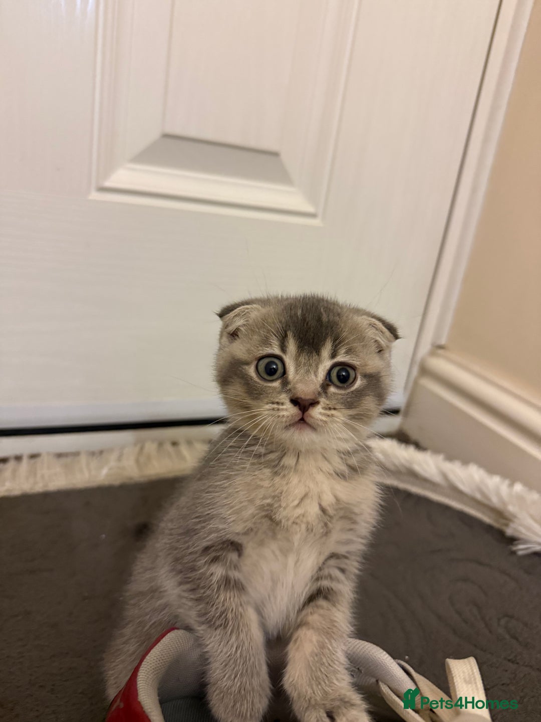 British Shorthair cats for sale: BSH X Scottish  - Image 2