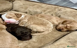 Cockapoo dogs for sale: 🐾STUNNING COCKAPOO PUPPIES🐾DNA TESTED PARENTS🧬 - Image 7