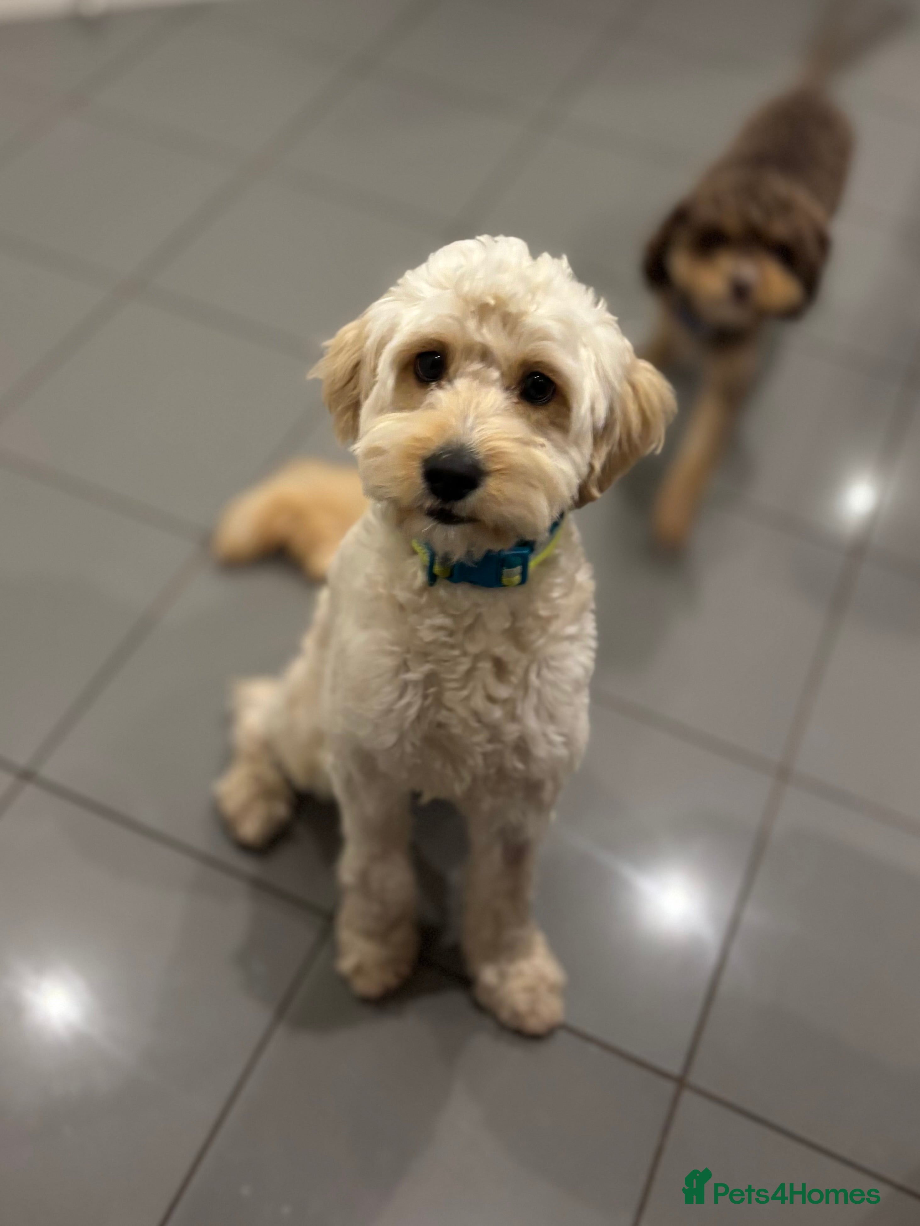 Cavapoo dogs 9 Month F1b Cavapoo - Advert 18