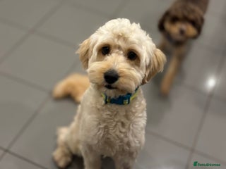Cavapoo dogs 9 Month F1b Cavapoo - Advert 3