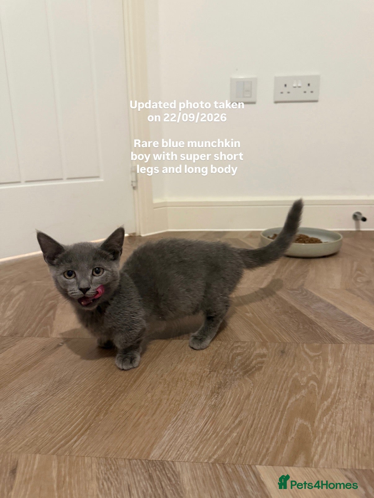 Munchkin cats REDUCED BLUE MINUET MUNCHKIN BOY -SUPER SHORT LEGS - Advert 7