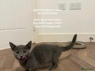 Munchkin cats RARE BLUE MINUET MUNCHKIN BOY - SUPER SHORT LEGS - Advert 1