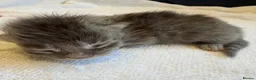 Ragdoll cats for sale: Rare Ragdoll x Maine Coon Kittens - Advert 9