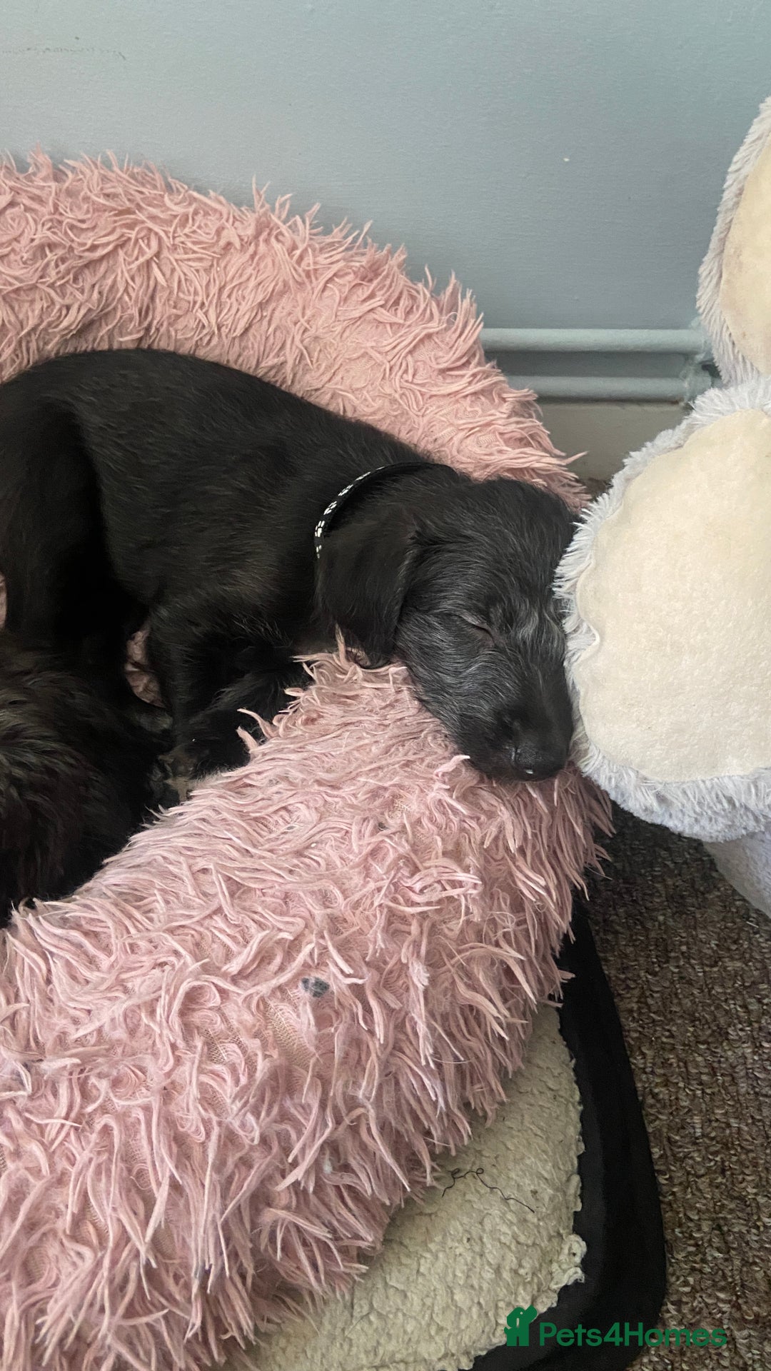 Bedlington Terrier dogs for sale: Bedlington cross whippet - Advert 10