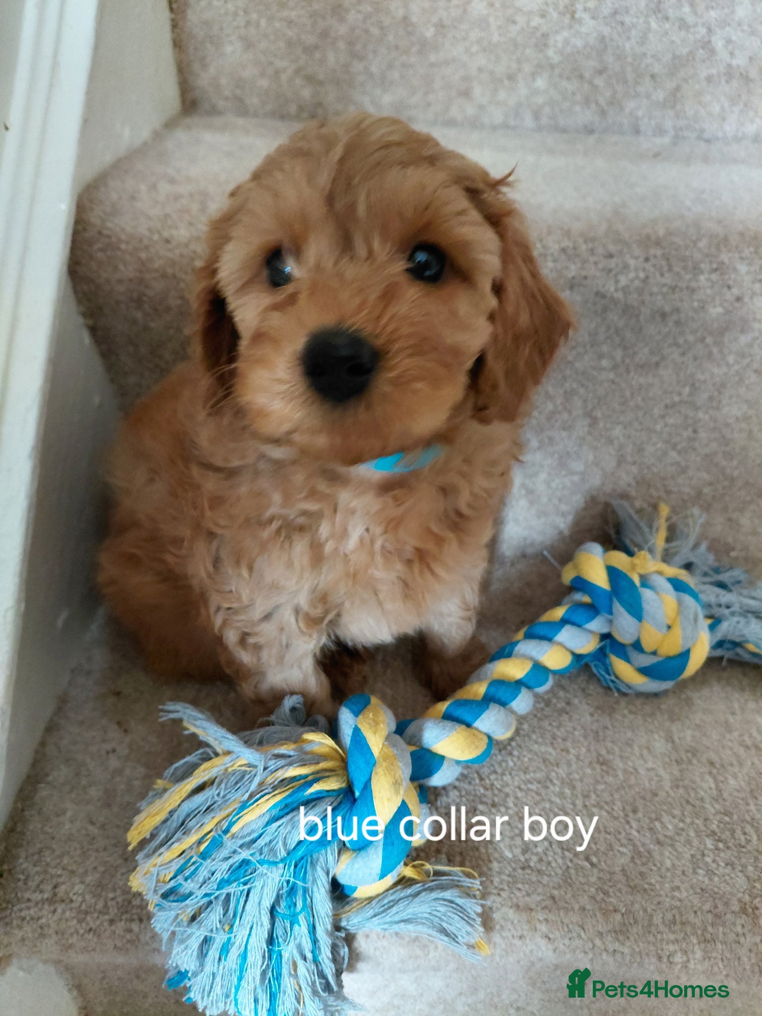 Schnoodle dogs Miniature Schnoodle puppy / Last boy available  - Advert 1