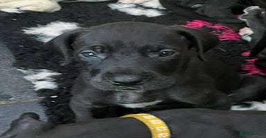 Great Dane dogs - Advert 2