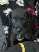 Great Dane dogs - Advert 5