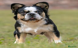 French Bulldog dogs for stud: Affordable High Quality, Dna Fluffy Frenchie Studs - Image 1