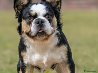 French Bulldog dogs - Advert 2