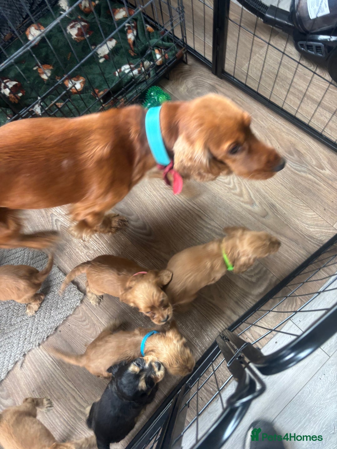 Cocker Spaniel dogs for sale: Cocker spaniel puppies  - Image 11
