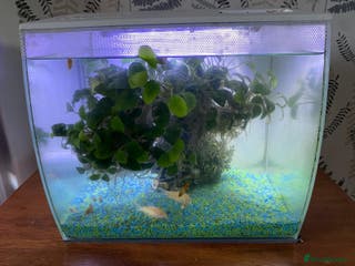 Shrimps fish Fluval fish tank set up with fish included - Advert 2