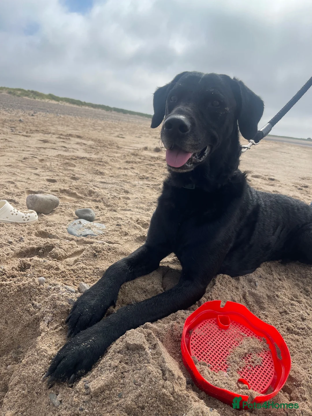 Mixed Breed dogs for sale: Black curly coated Labrador in Fleetwood - Advert 2