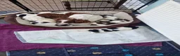English Springer Spaniel dogs for sale: Pedigree working English Springer Spaniels  - Advert 2