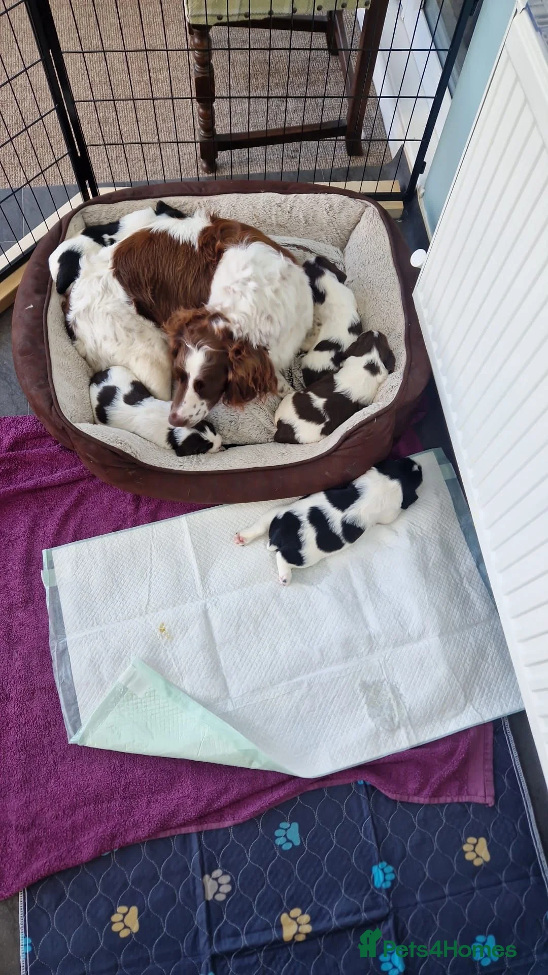 English Springer Spaniel dogs for sale: Pedigree working English Springer Spaniels  - Advert 2