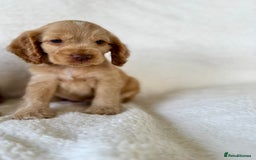 Cocker Spaniel dogs for sale: Show cockers kc registered simbawood lines - Image 10