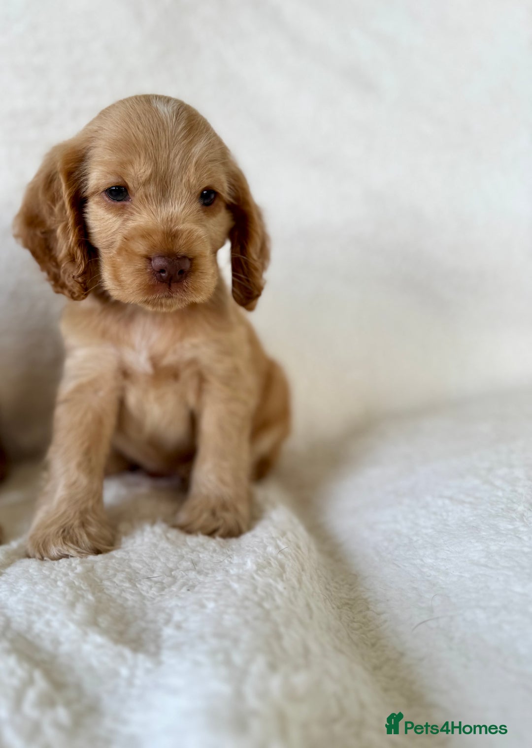 Cocker Spaniel dogs for sale: Show cockers kc registered simbawood lines - Image 10