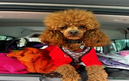 Cavapoo dogs for sale: Extensively Tested Stunning Toy F1 Red Cavapoo’s - Image 2