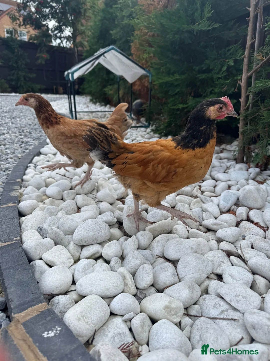 Chickens poultry for sale: Mixed hybrid chickens  - Advert 1